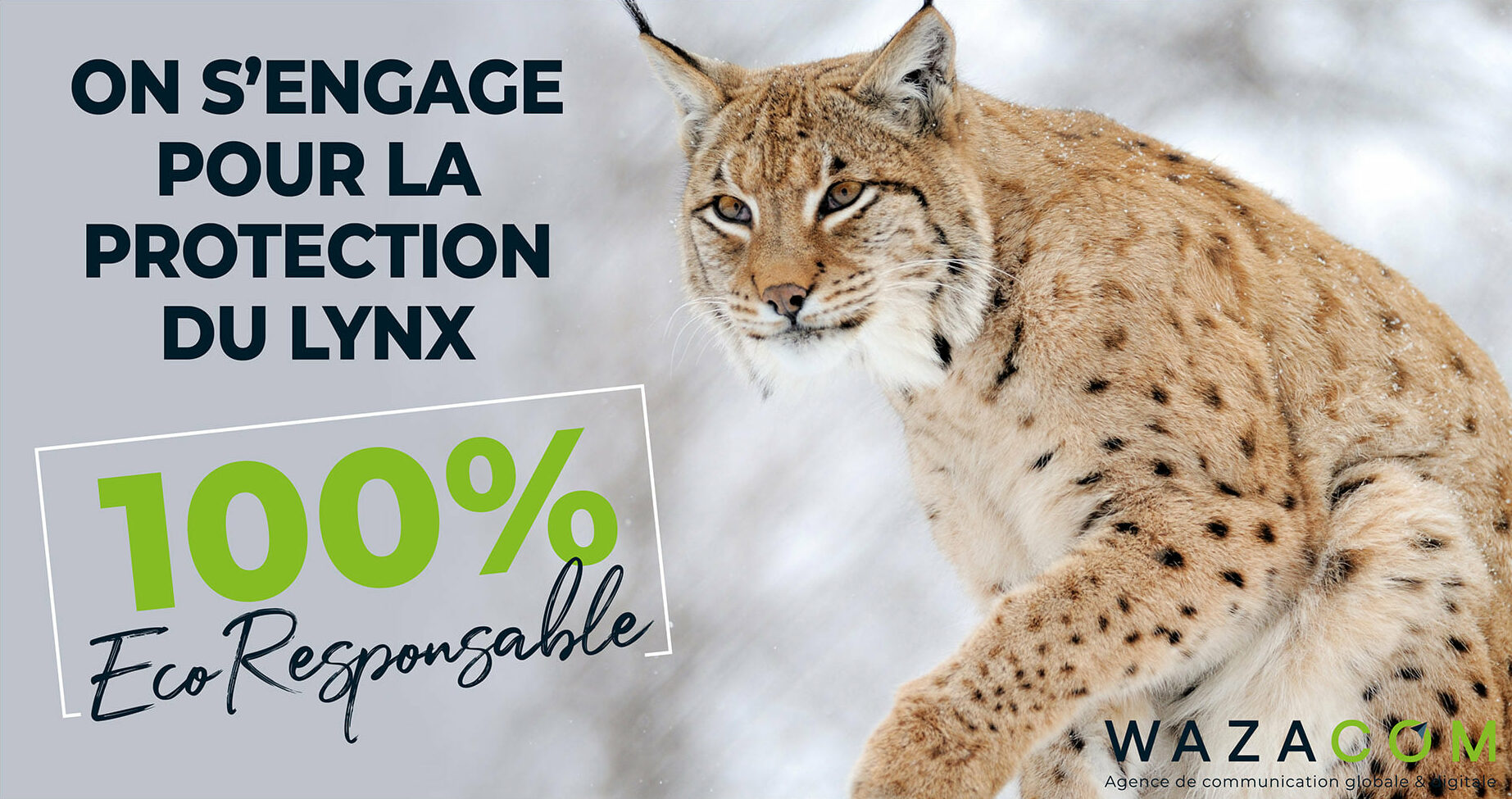 Wazacom s'engage pour la protection du lynx dans le Jura